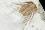 Kettneraspis Trilobite - Black Cat Mountain, Oklahoma #170291-4